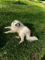 Samantha M. gravatar