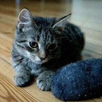 WantsNewSocks gravatar