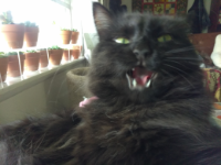 Brute Hilda gravatar