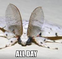 RainMoth gravatar
