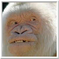 Vanilla Gorilla gravatar