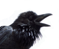 Fulgent Crow gravatar