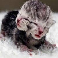 Masterweaver gravatar