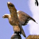 Eagle Call