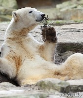 Flaming Tsunami gravatar