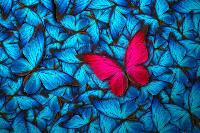 morenera m. gravatar