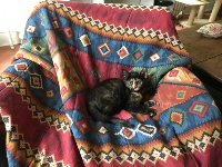 Patrick Shaw C. gravatar