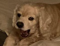 Schmatt Schmitt gravatar