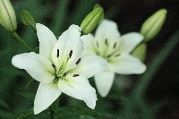 Catherine R. gravatar