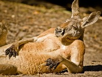 Chauncey M. gravatar