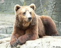 Bjørnar E. gravatar