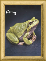Mr.Frog gravatar