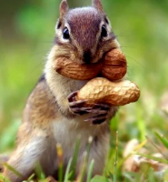 rustleinthewoods gravatar