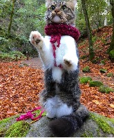 xFeroxFelesx gravatar