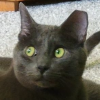 JewfroWizard gravatar