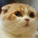 AngelsAndAarakocra gravatar