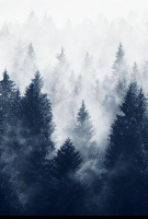 A Bunch Of Trees gravatar