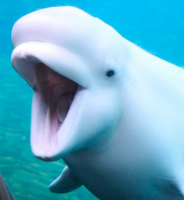 Beluga gravatar