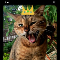 Liero Dirlewanger gravatar