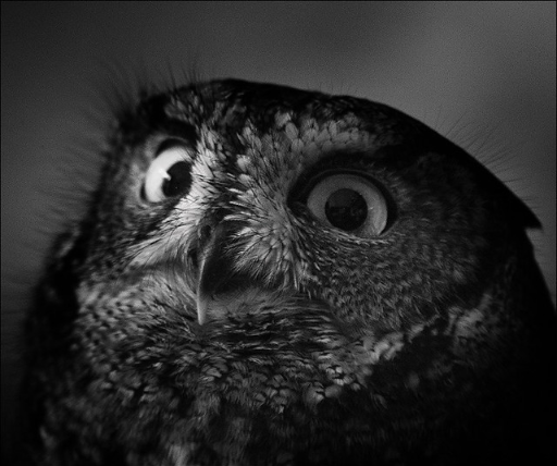 Ditzy Owl