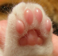 Sweet paw gravatar