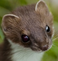 Captain Stoat gravatar