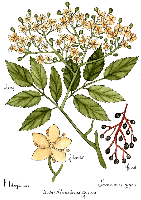 Zwitter-Iconic gravatar