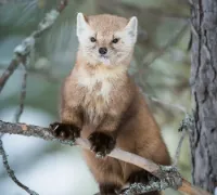 Wren gravatar