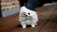 FluffyPants gravatar